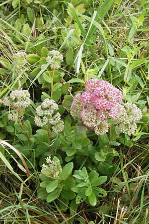 Hylotelephium telephium \ Purpur-Waldfetthenne, D Achern 28.7.2012