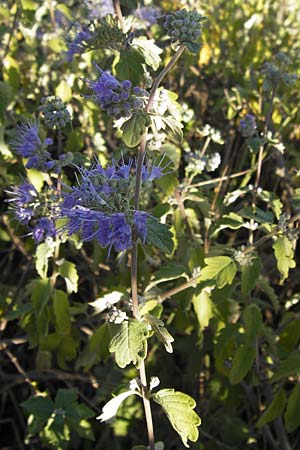 Caryopteris incana / Bluebeard, D Mannheim 7.9.2012