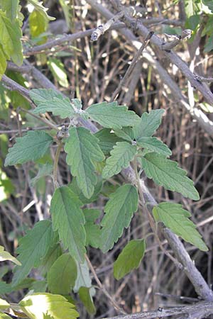 Caryopteris incana \ Graufilzige Bartblume / Bluebeard, D Mannheim 7.9.2012