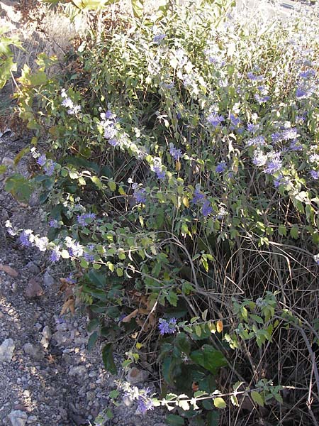 Caryopteris incana \ Graufilzige Bartblume / Bluebeard, D Mannheim 7.9.2012