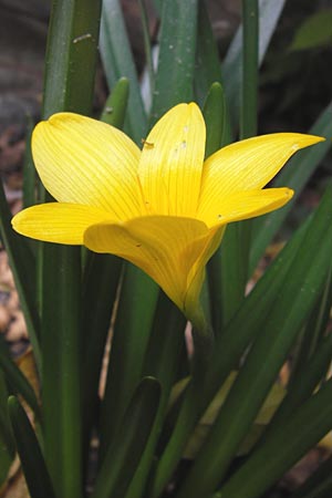 Sternbergia lutea \ Gelbe Sternbergie, Herbst-GoldbecherSternbergie, D Weinheim an der Bergstraße, Botan. Gar.  Hermannshof 18.10.2012