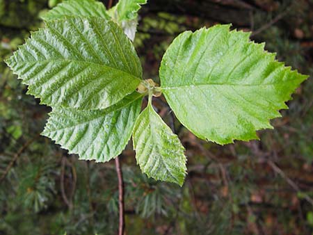 Sorbus haesitans \ Thngersheimer Mehlbeere / Thuengersheim Whitebeam, D Thüngersheim 4.5.2013