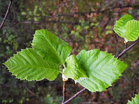 Sorbus haesitans \ Thngersheimer Mehlbeere, D Thüngersheim 4.5.2013