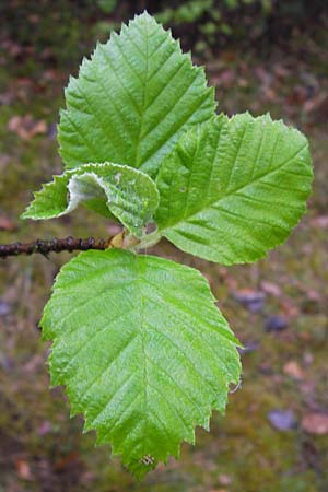 Sorbus haesitans \ Thngersheimer Mehlbeere / Thuengersheim Whitebeam, D Thüngersheim 4.5.2013