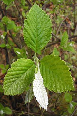 Sorbus haesitans \ Thngersheimer Mehlbeere, D Thüngersheim 4.5.2013