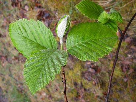 Sorbus haesitans \ Thngersheimer Mehlbeere / Thuengersheim Whitebeam, D Thüngersheim 4.5.2013