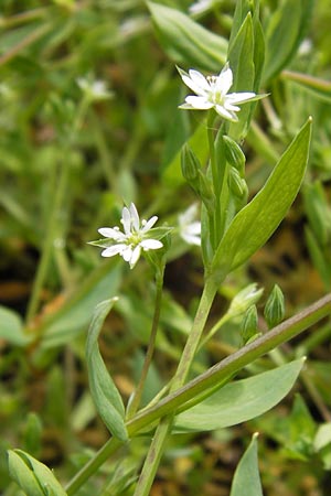 Stellaria alsine \ Quell-Sternmiere, D Odenwald, Mitlechtern 11.5.2013