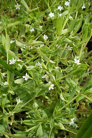 Stellaria alsine / Bog Stitchwort, D Odenwald, Mitlechtern 11.5.2013