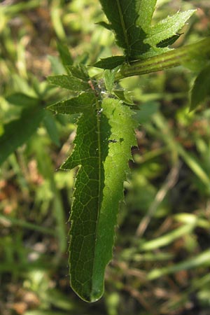 Serratula tinctoria \ Frber-Scharte / Saw Wort, D Thüringen, Drei Gleichen 6.8.2013