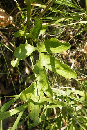 Serratula tinctoria \ Frber-Scharte, D Thüringen, Drei Gleichen 6.8.2013