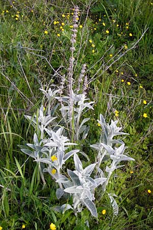 Stachys byzantina \ Woll-Ziest, Eselsohr / Lamb's Ear, D Langgöns 17.5.2014