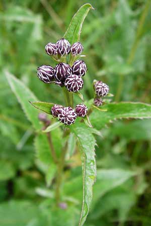 Serratula tinctoria / Saw Wort, D Irndorfer Hardt 8.7.2014