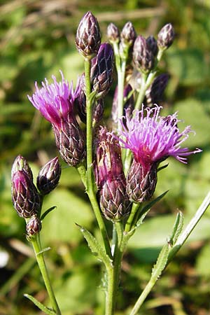 Serratula tinctoria / Saw Wort, D Mainz 26.7.2014