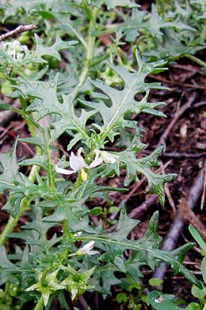 Solanum triflorum \ Dreibltiger Nachtschatten, D Schwetzingen 20.9.2014