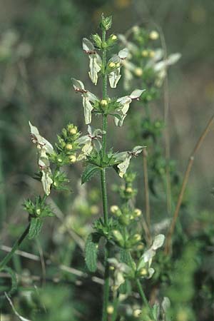 Stachys recta \ Aufrechter Ziest, D Mannheim 28.8.2005