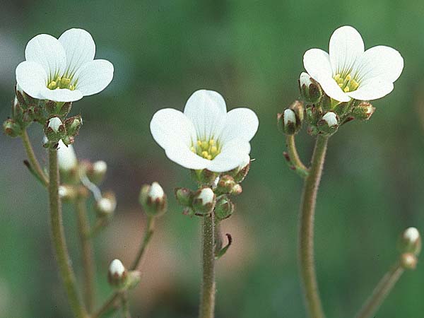 Saxifraga granulata \ Knllchen-Steinbrech, D Spessart, Steinau 6.5.2006