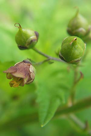 Scrophularia umbrosa \ Geflgelte Braunwurz, D Pfungstadt 7.7.2009