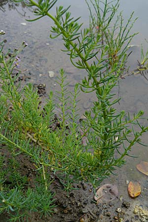 Suaeda maritima \ Salz-Sode / Annual Sea Blite, D Botan. Gar.  Universit.  Mainz 13.9.2008