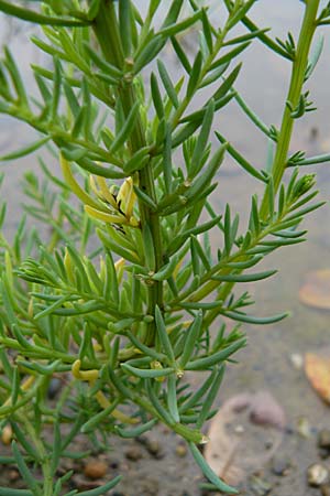 Suaeda maritima \ Salz-Sode / Annual Sea Blite, D Botan. Gar.  Universit.  Mainz 13.9.2008