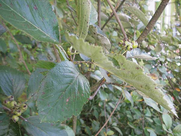 Sorbus ratisbonensis \ Regensburger Mehlbeere / Regensburg Whitebeam, D Regensburg 4.8.2011