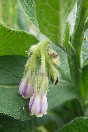 Symphytum x rakosiense \ Beinwell-Hybride / Hybrid Comfrey, D Eichstätt 4.6.2012