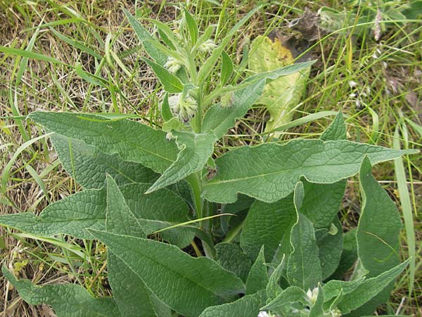 Symphytum x rakosiense \ Beinwell-Hybride / Hybrid Comfrey, D Eichstätt 4.6.2012