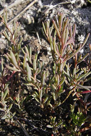 Suaeda maritima \ Salz-Sode / Annual Sea Blite, D Philippsthal-Heimboldshausen 6.7.2013