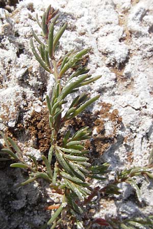 Suaeda maritima \ Salz-Sode, D Philippsthal-Heimboldshausen 6.7.2013