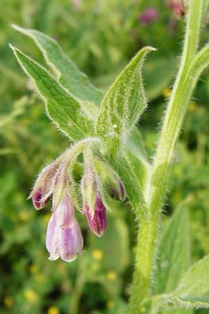 Symphytum uplandicum / Russian Comfrey, D Pforzheim 28.5.2014