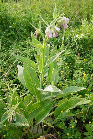 Symphytum uplandicum \ Futter-Beinwell, D Pforzheim 28.5.2014