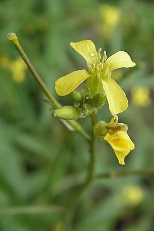 Sisymbrium orientale / Eastern Rocket, D Mannheim 3.5.2009