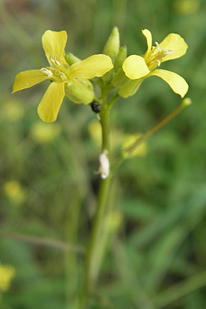 Sisymbrium orientale / Eastern Rocket, D Mannheim 3.5.2009