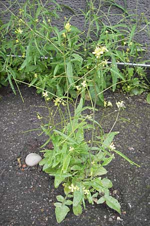 Sisymbrium orientale / Eastern Rocket, D Mannheim 3.5.2009