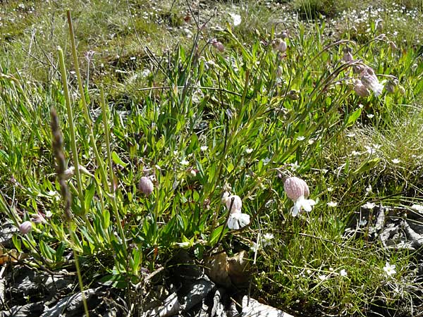 Silene vulgaris var. humilis \ Galmei-Taubenkropf-Leimkraut, D Warburg 31.5.2014