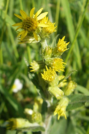 Solidago virgaurea subsp. minuta \ Alpen-Goldrute / Alpine Goldenrod, D Immenstadt 21.6.2011