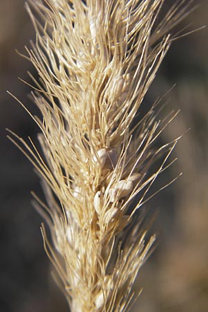 Setaria pumila \ Rote Borstenhirse, Fuchsrote Borstenhirse / Yellow Bristle Grass, D Mannheim 17.10.2011