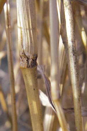 Setaria pumila \ Rote Borstenhirse, Fuchsrote Borstenhirse / Yellow Bristle Grass, D Mannheim 17.10.2011