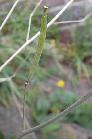 Diplotaxis tenuifolia \ Schmalblttriger Doppelsame, Ruccola, D Mannheim 15.5.2012