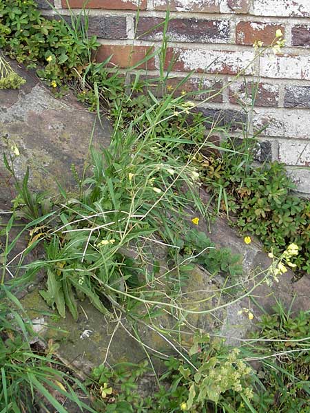 Diplotaxis tenuifolia \ Schmalblttriger Doppelsame, Ruccola, D Mannheim 15.5.2012