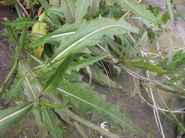 Diplotaxis tenuifolia \ Schmalblttriger Doppelsame, Ruccola, D Mannheim 15.5.2012