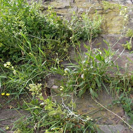 Diplotaxis tenuifolia \ Schmalblttriger Doppelsame, Ruccola / Perennial Wall Rocket, D Mannheim 15.5.2012