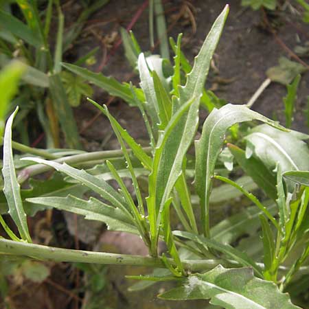 Diplotaxis tenuifolia \ Schmalblttriger Doppelsame, Ruccola, D Mannheim 15.5.2012