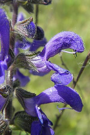 Salvia pratensis \ Wiesen-Salbei, D Pfalz, Landau 29.5.2012