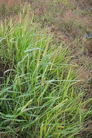 Setaria pumila \ Rote Borstenhirse, Fuchsrote Borstenhirse, D Mannheim 13.7.2012