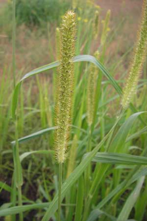 Setaria pumila \ Rote Borstenhirse, Fuchsrote Borstenhirse / Yellow Bristle Grass, D Mannheim 13.7.2012