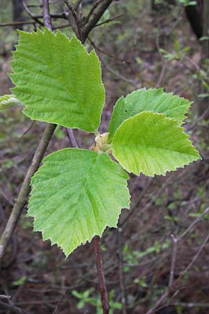 Sorbus x vagensis \ Rundblttrige Bastard-Elsbeere / Hybrid Service Tree, D Leinach 4.5.2013