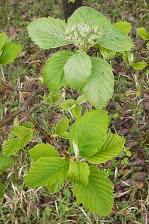 Sorbus x vagensis / Hybrid Service Tree, D Leinach 4.5.2013