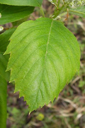 Sorbus x vagensis \ Rundblttrige Bastard-Elsbeere / Hybrid Service Tree, D Leinach 4.5.2013