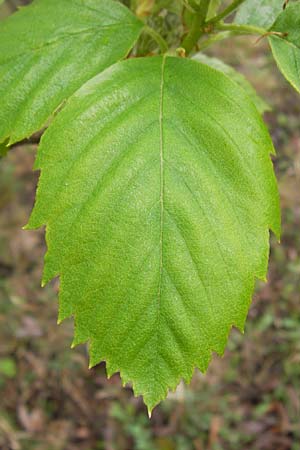 Sorbus x vagensis \ Rundblttrige Bastard-Elsbeere / Hybrid Service Tree, D Leinach 4.5.2013