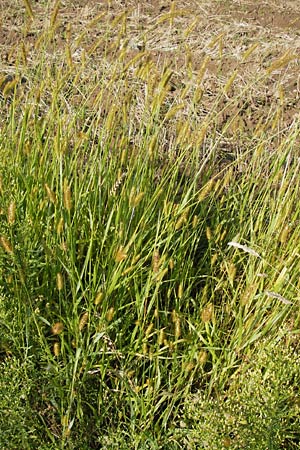 Setaria pumila \ Rote Borstenhirse, Fuchsrote Borstenhirse / Yellow Bristle Grass, D Odenwald, Juhöhe 28.8.2013